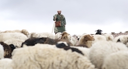 Shepherds for Revival