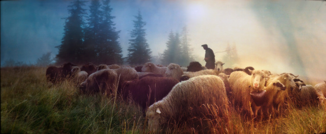 The Active Shepherd