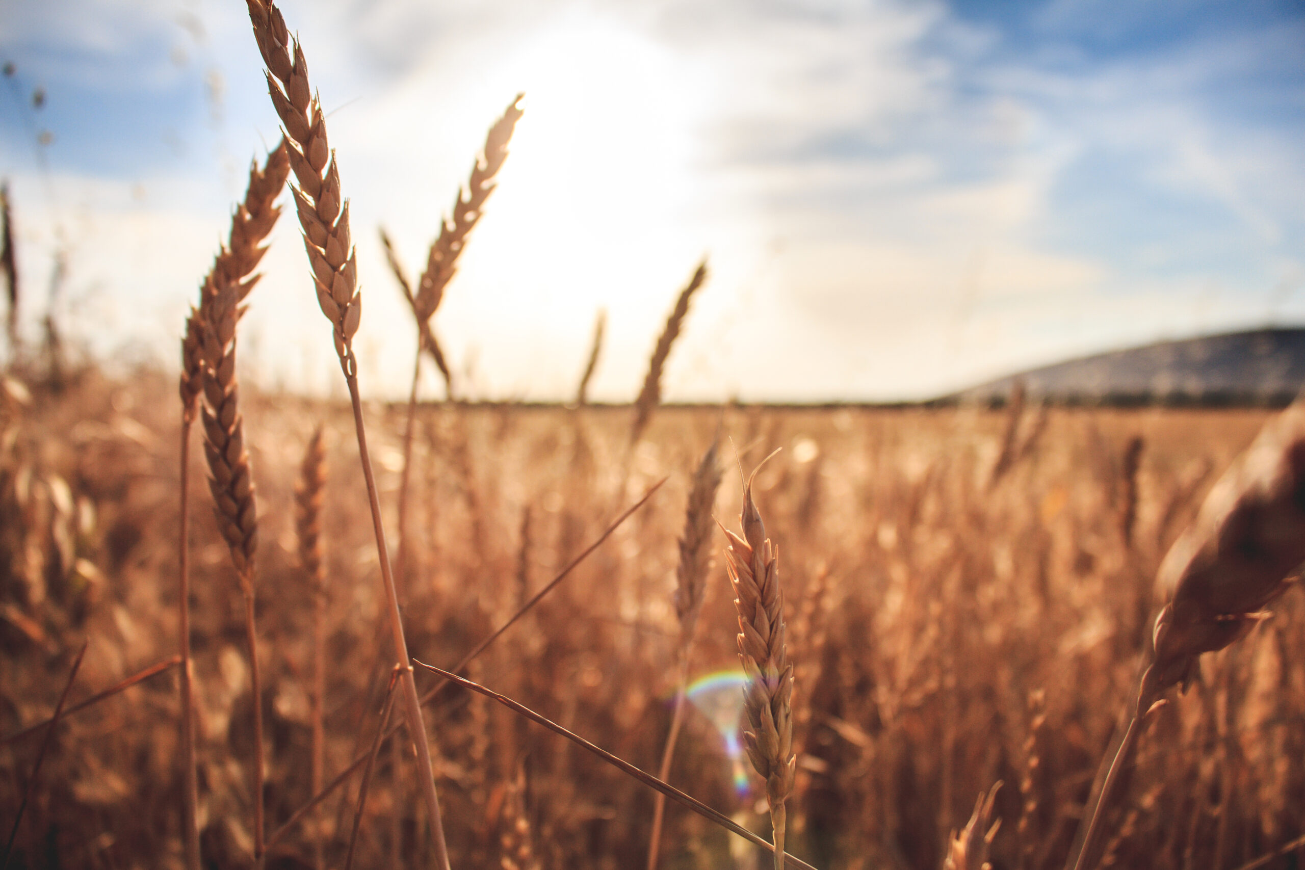 Devotional: Revival is Possible