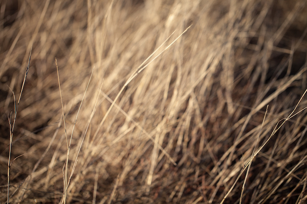 No Hope in Dead Grass